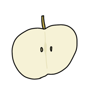 梨の断面図のイラスト